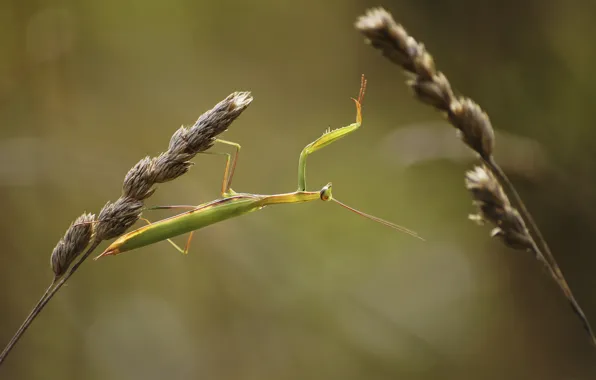 Picture grass, macro, mantis, spikelets