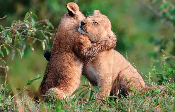 Picture small, lions, the cubs, play, кршки, hugs