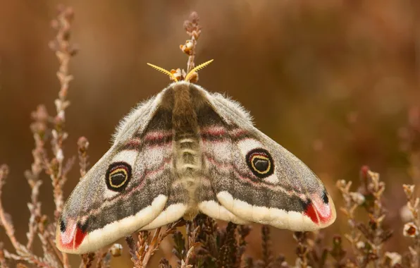 Picture macro, butterfly, Emperor moth