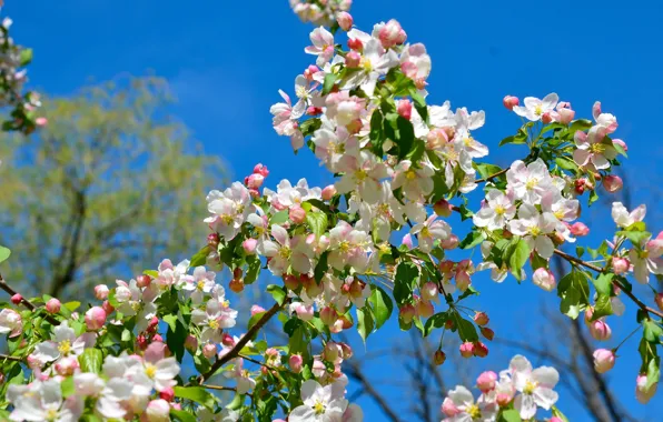 Picture branches, spring, Apple, flowering