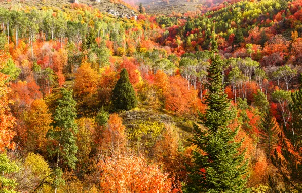 Picture autumn, forest, trees, mountains, hills, slope