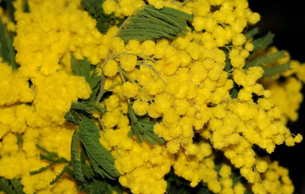 Picture leaves, flowers, Wallpaper, Mimosa