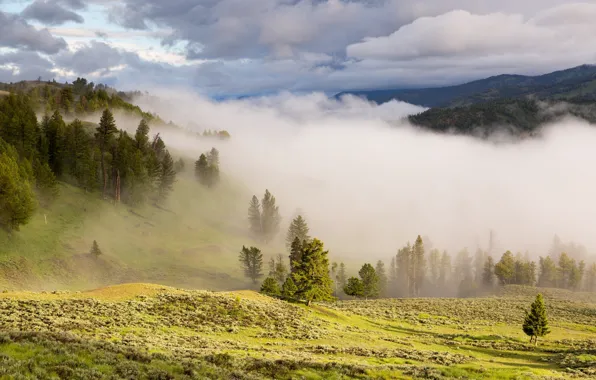 Picture greens, forest, grass, clouds, trees, mountains, fog, slope, beautiful