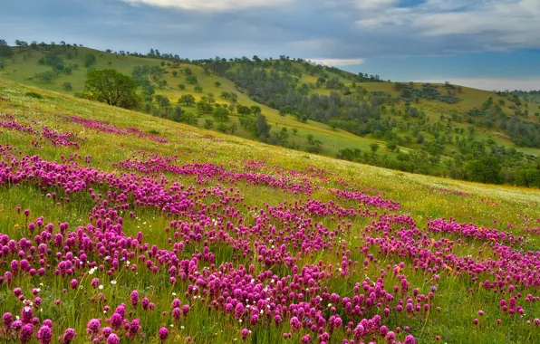 Picture the sky, flowers, mountains, meadow