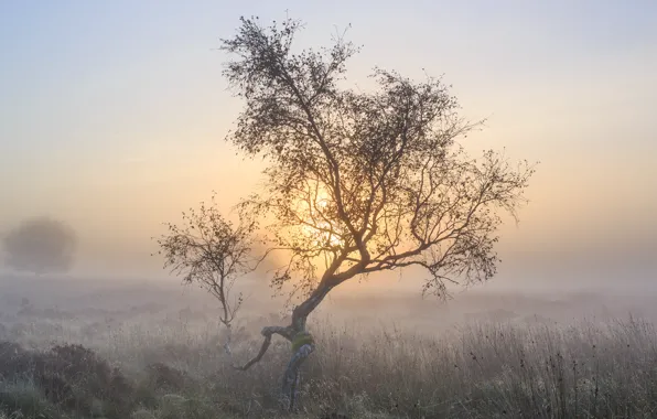 Picture fog, tree, morning