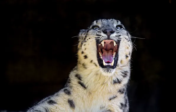 Picture predator, grin, IRBIS, snow leopard, snow leopard, wild cat