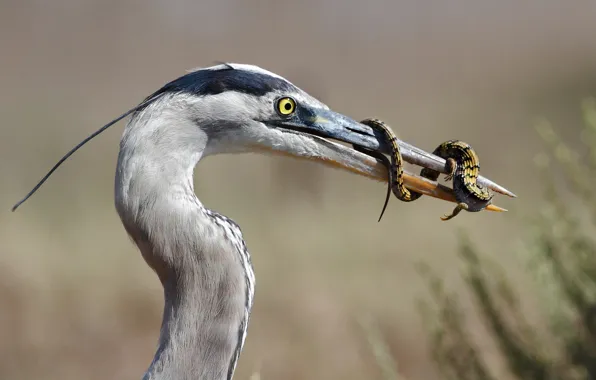 Picture lizard, lunch, mining, Great blue Heron