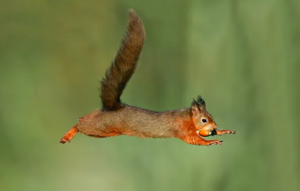 Picture background, jump, wet, protein, flight, acorn