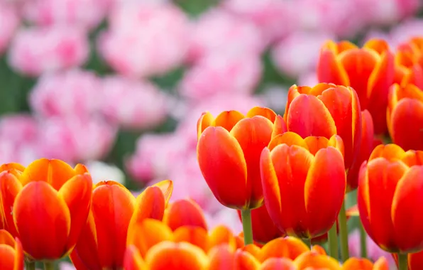 Picture flowers, petals, blur, Tulips, pink, orange