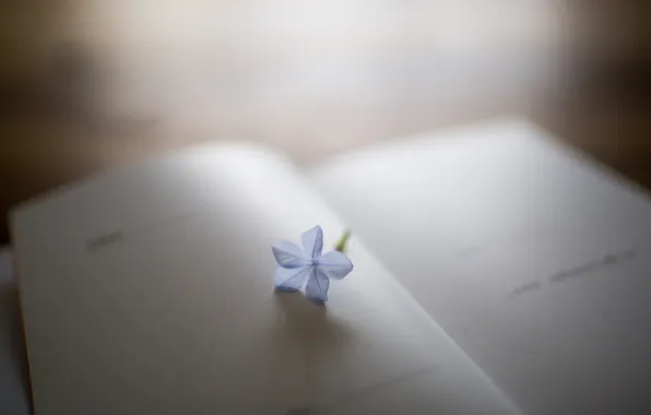 Picture flower, petals, book