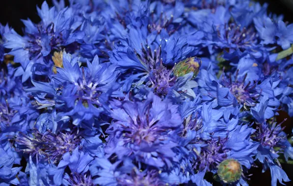 Picture flowers, blue, nature