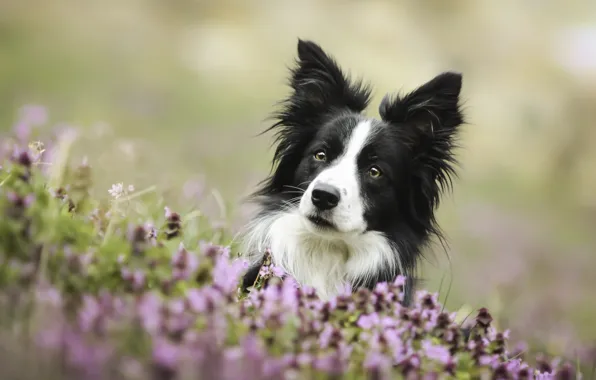 Picture look, face, flowers, dog, The border collie