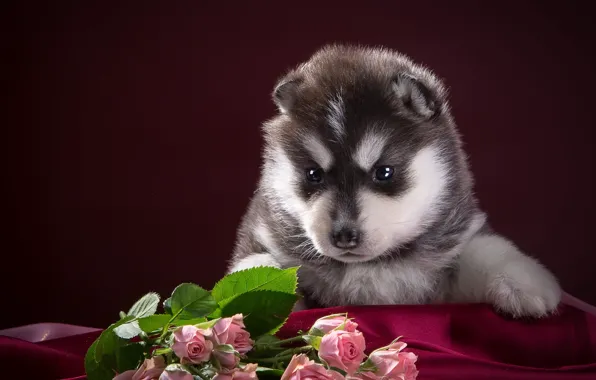 Picture black and white, roses, puppy, fabric, husky, spotted
