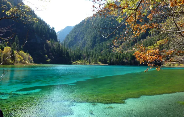 Picture autumn, forest, leaves, trees, mountains, branches, lake, Park, China, Jiuzhaigou National Park