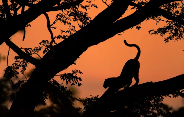 Picture trees, leopard, silhouettes