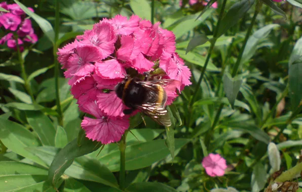 Picture flowers, Spring, bumblebee
