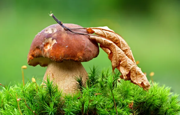 Picture sheet, mushroom, moss