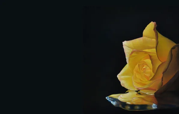 Picture flowers, mood, rose, minimalism, art, Patrick Kamer