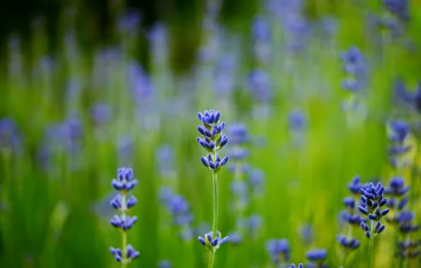 Picture field, macro, blur, blue, Lavender
