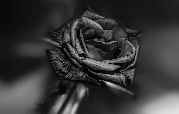 Picture rose, black, BLACK BEAUTY