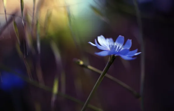 Picture flower, glare, background, blue, grass, cornflower