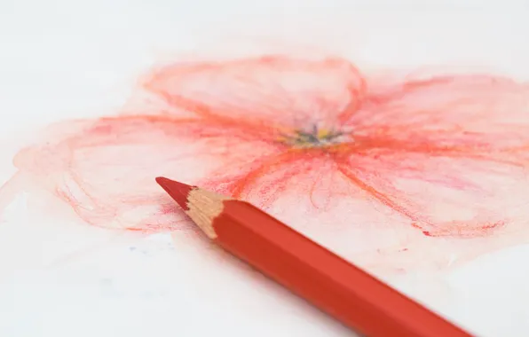Picture red, flower, colored pencil