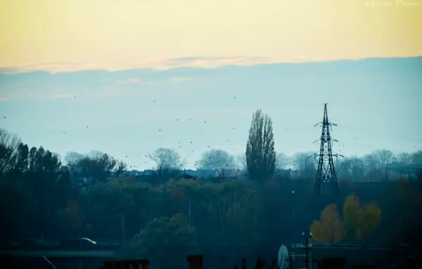 Picture birds, the city, the evening, Autumn, gloomy