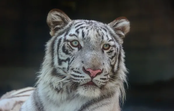 Picture face, portrait, predator, white tiger, wild cat