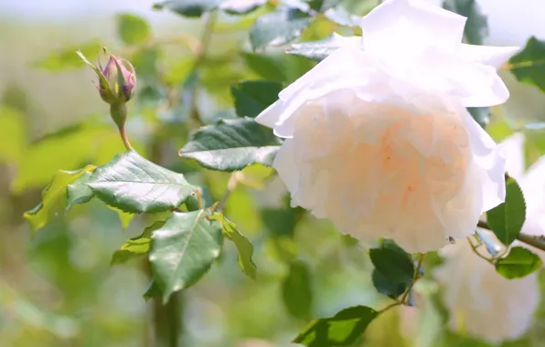 Picture rose, petals, rosebud