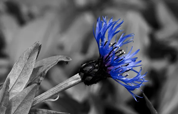 Picture blue, black and white, contrast, cornflower