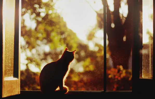 Picture cat, tree, Windows