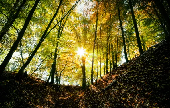 Picture autumn, forest, the sun, rays, light, trees
