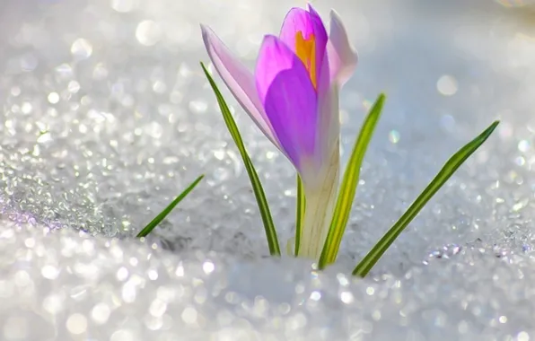 Picture flower, snow, cute, spring, flower, Krokus, snowdrop, spring, March