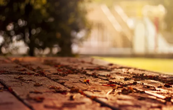 Picture tree, foliage, leaf, home, focus, blur, floor, leaves, leaf, falling leaves, sheets, widescreen Wallpaper, fallen …
