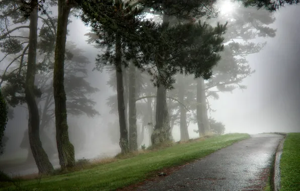 Picture nature, fog, Park, wet, morning, alayka