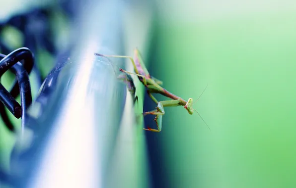Picture surface, background, mantis, pipe, insect, metal