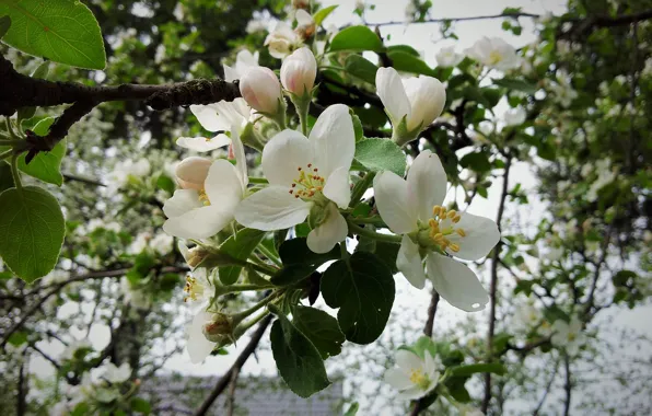 Picture blooming Apple tree, Apple blossoms, Apple blossoms