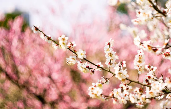 Picture macro, flowers, branches, nature, background, tree, pink, spring, blur, white, flowering, drain