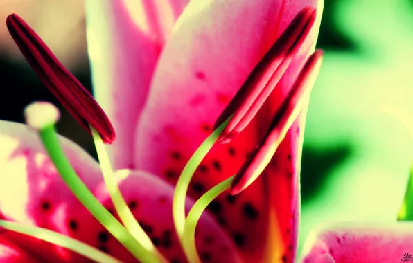 Picture flower, Lily, stamen