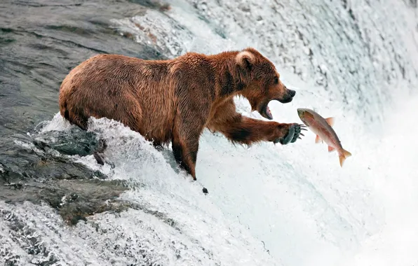 Picture river, fishing, stream, fish, bear