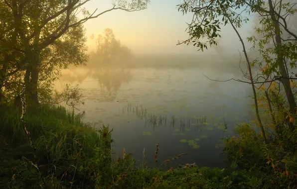 Picture nature, fog, river, morning