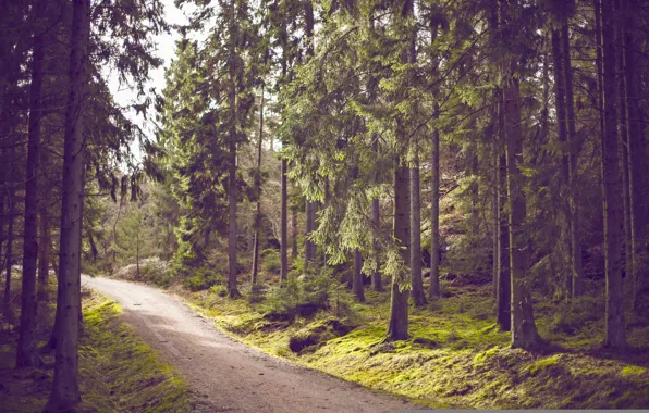 Picture road, forest, trees, moss, trail, pine