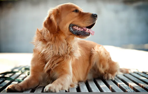 Picture background, each, dog, Retriever
