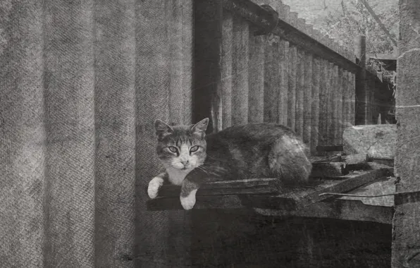 Picture cat, retro, Wallpaper
