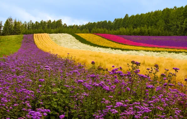 Picture field, trees, flowers, Maki, plants, Japan, hill, lavender
