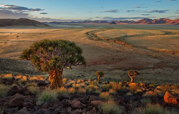 Picture nature, landscape, Africa, Quiver Tree Forest, Keetmanshoop. Namibia