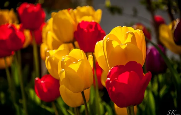 Picture color, macro, flowers, yellow, red, tulips