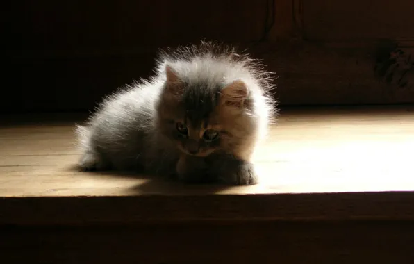 Picture shadow, fluffy, baby, grey kitten, sitting on the stairs