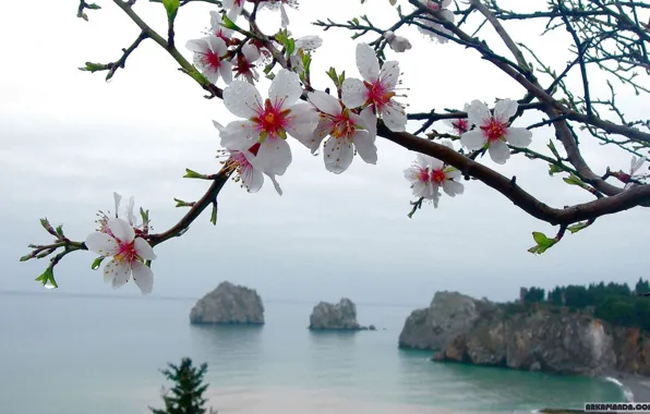Picture sea, water, flowers, the ocean, Tree
