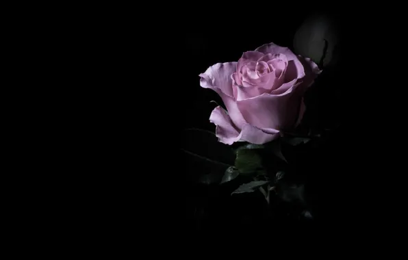 Picture flower, the dark background, pink, rose, one